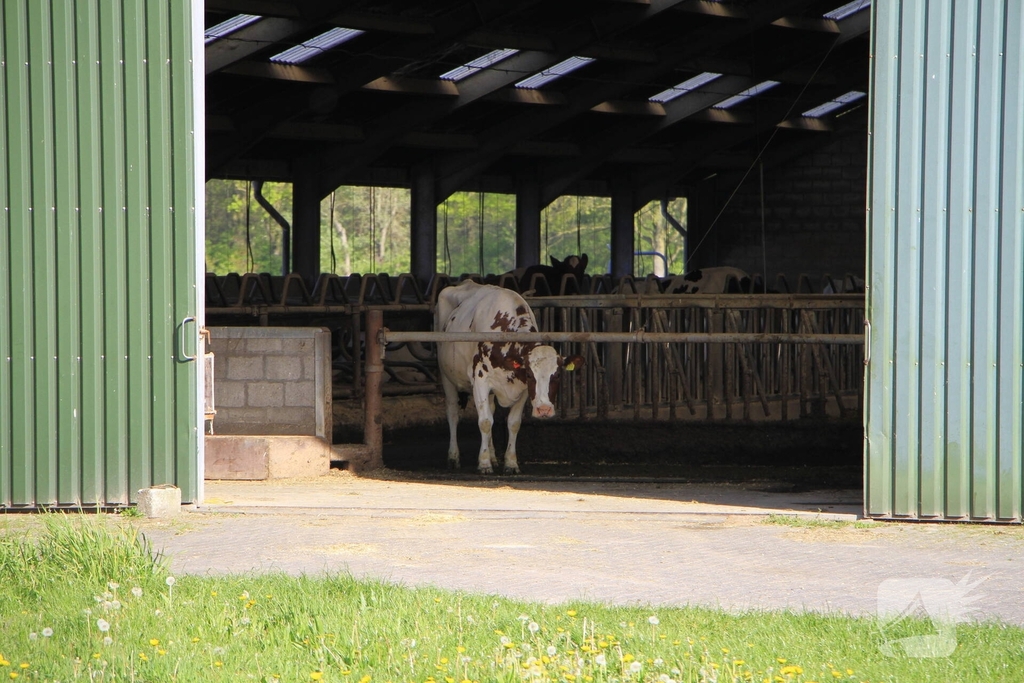 Brandweer helpt boer met koeien in problemen