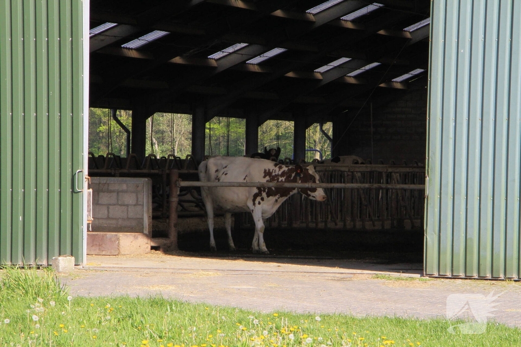 Brandweer helpt boer met koeien in problemen