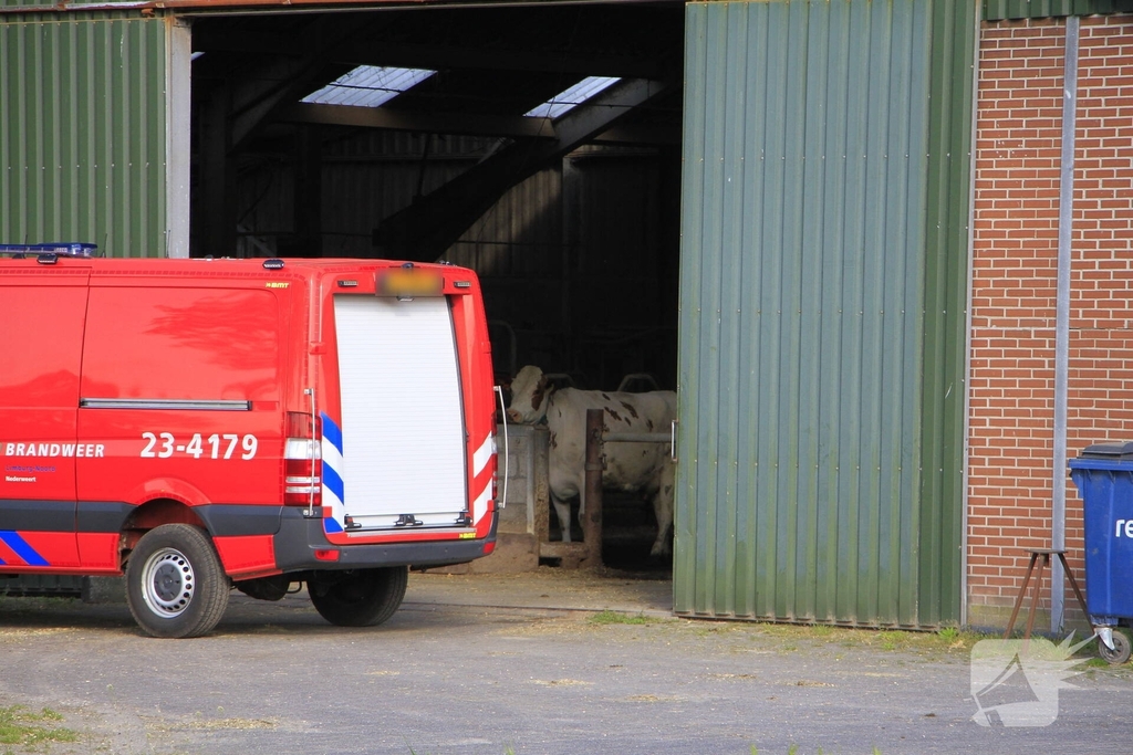 Brandweer helpt boer met koeien in problemen