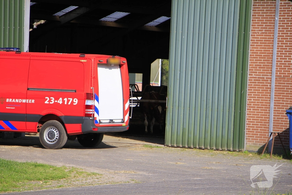 Brandweer helpt boer met koeien in problemen