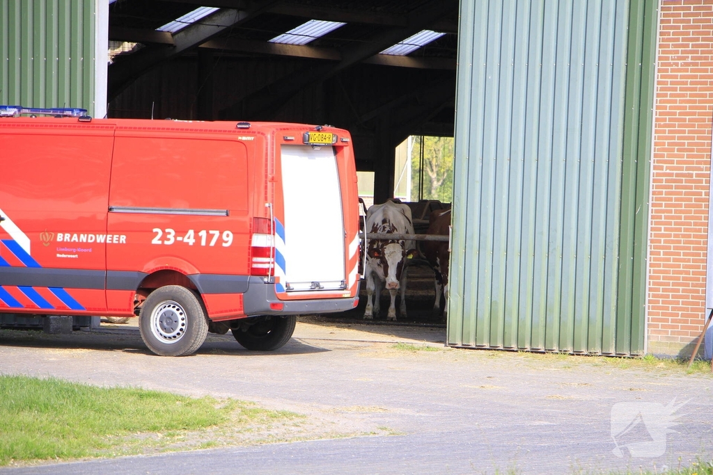 Brandweer helpt boer met koeien in problemen