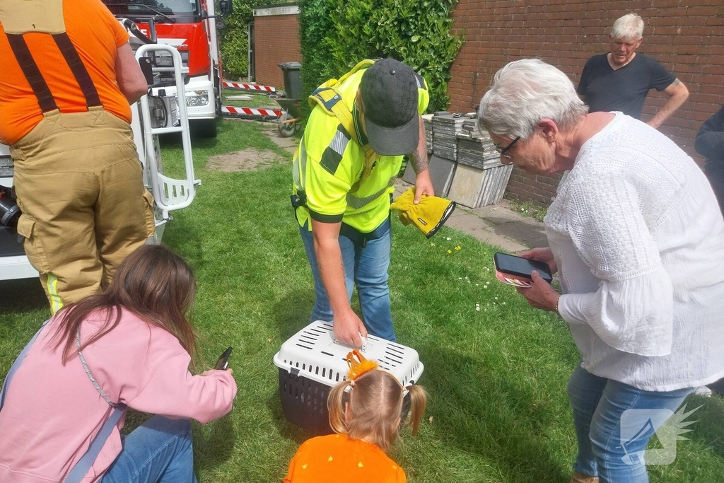 Hulpverlening voor kat in boom