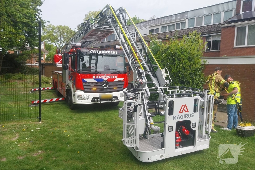 Hulpverlening voor kat in boom