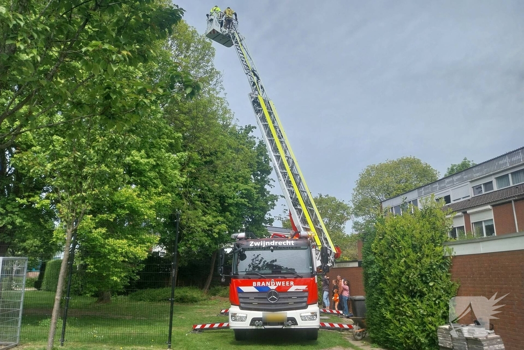 Hulpverlening voor kat in boom