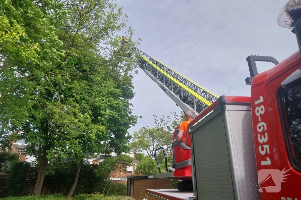 Hulpverlening voor kat in boom