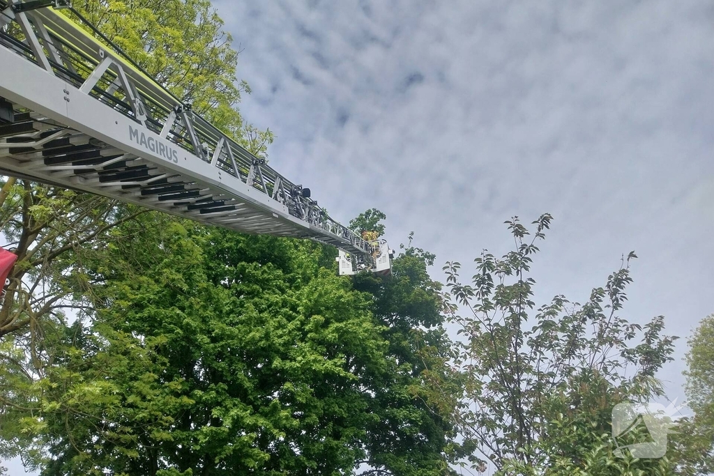 Hulpverlening voor kat in boom