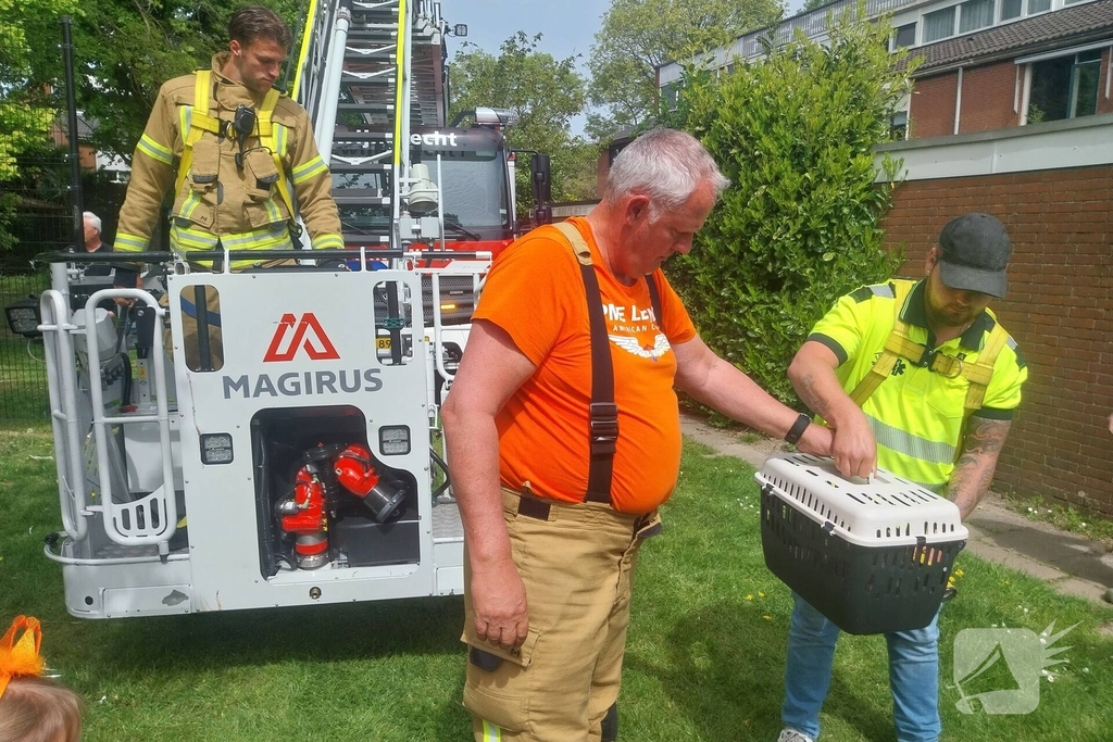 Hulpverlening voor kat in boom