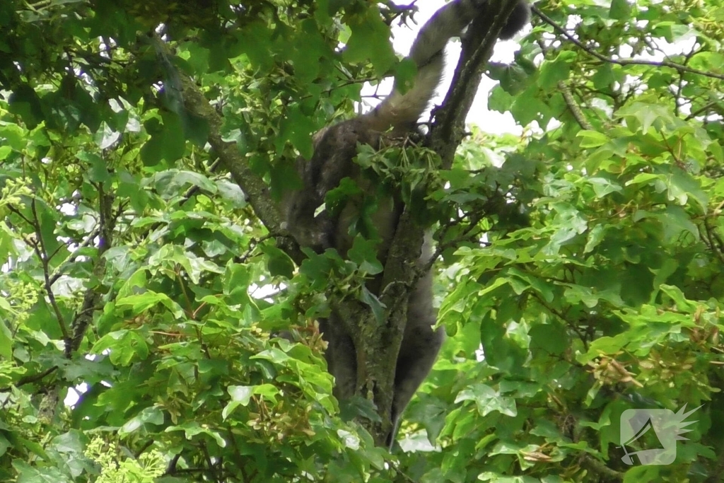 Hulpverlening voor kat in boom