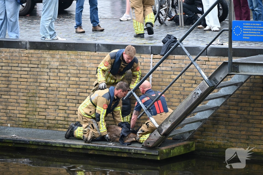 Brandweer redt ree uit het water