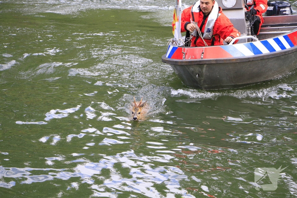 Ree sterft na reddingsactie van brandweer