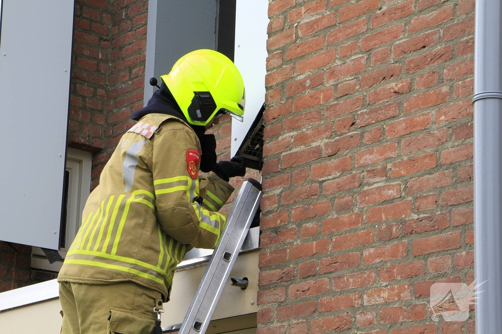 Brandweer redt zwaluwen te laat