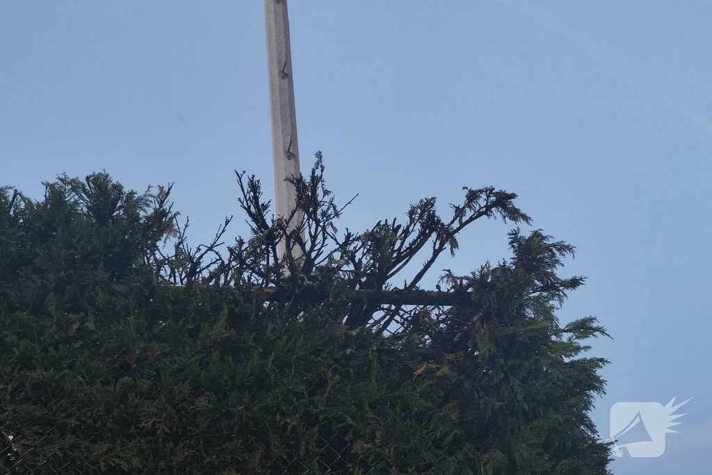 Brand in coniferenhaag snel geblust