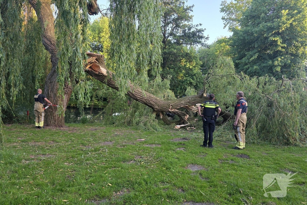 Grote tak breekt uit boom vandaan