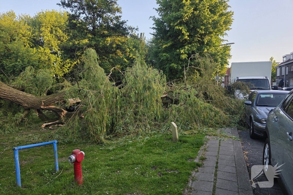 Grote tak breekt uit boom vandaan