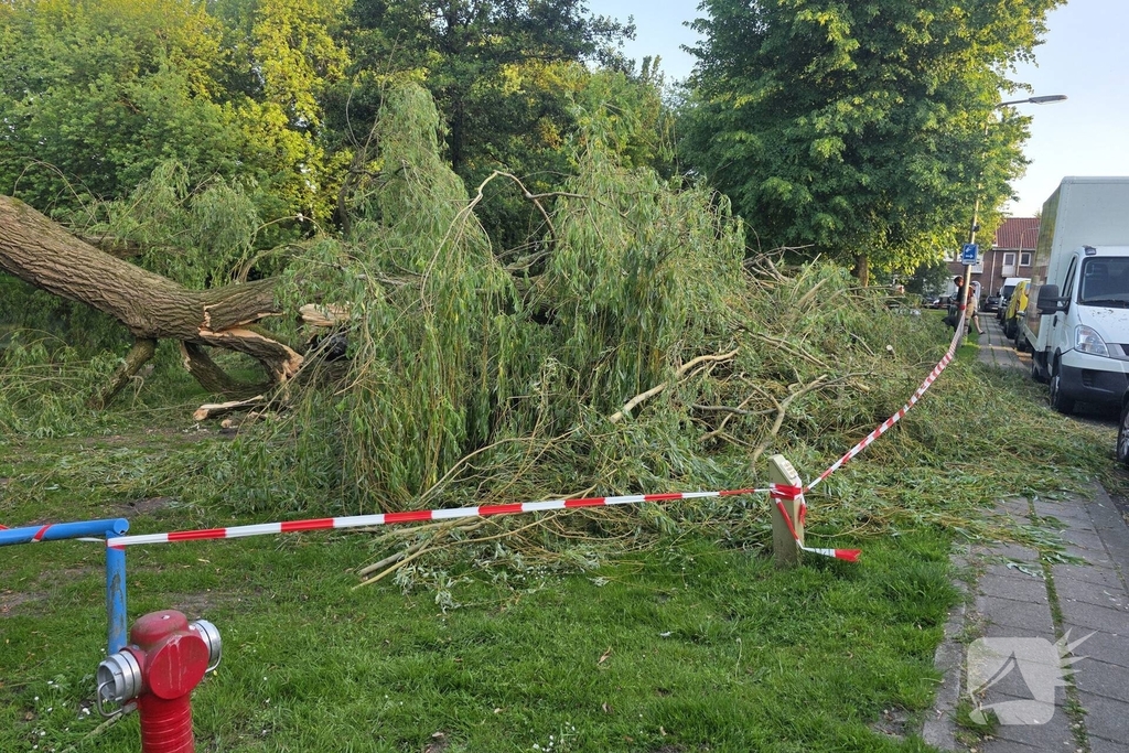 Grote tak breekt uit boom vandaan