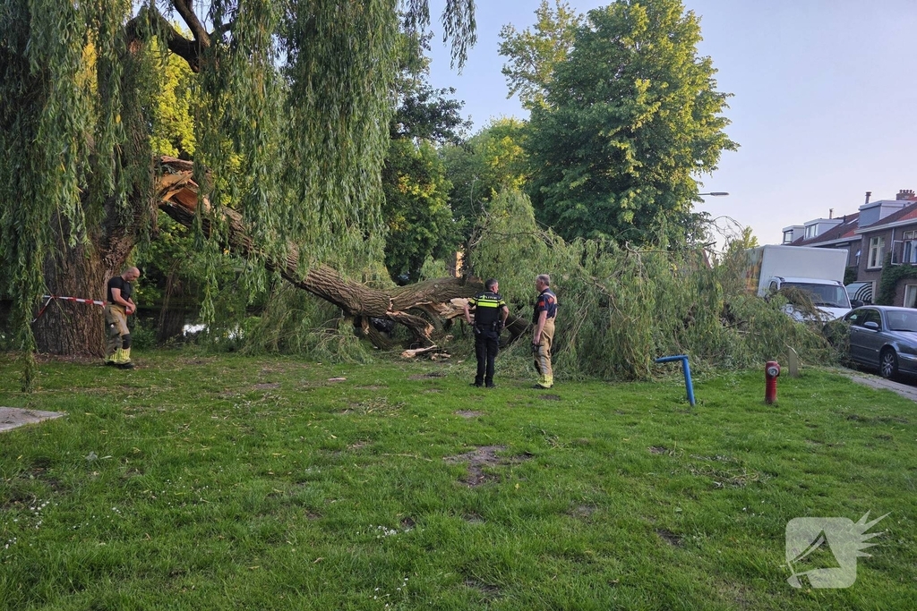 Grote tak breekt uit boom vandaan