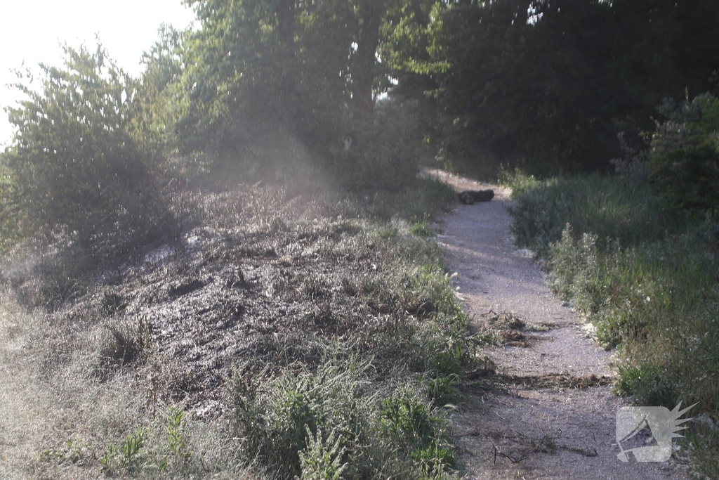 Brandweer bestrijdt flinke duinbrand
