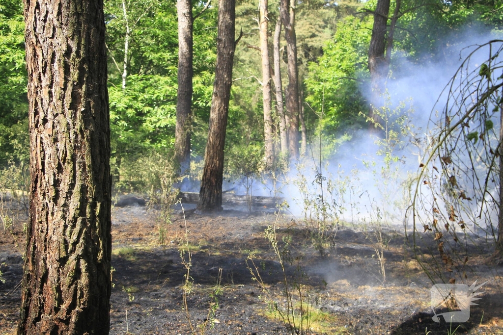 Grote brand in bosgebied snel geblust