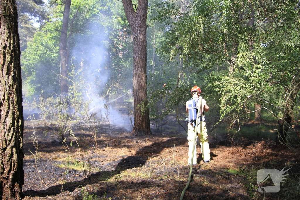 Grote brand in bosgebied snel geblust