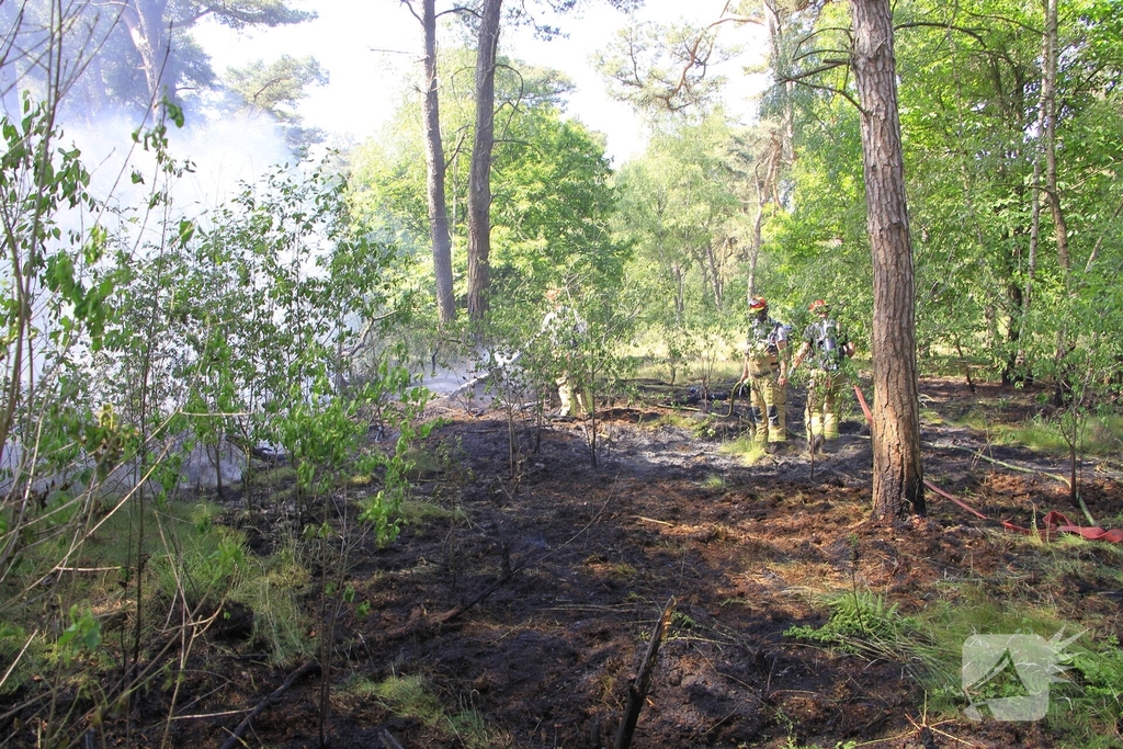 Grote brand in bosgebied snel geblust