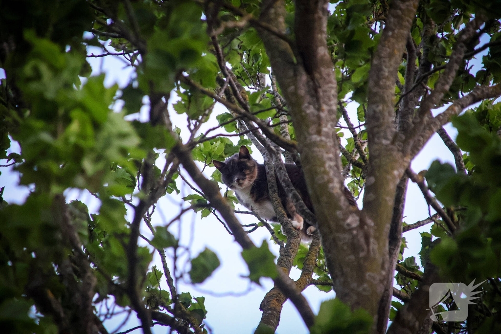 Brandweer redt kat uit boom na mislukte poging van omstander