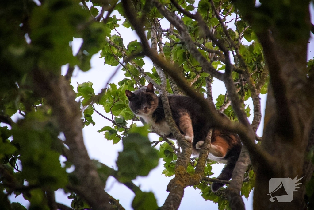 Brandweer redt kat uit boom na mislukte poging van omstander