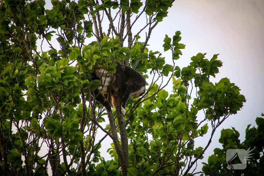 Brandweer redt kat uit boom na mislukte poging van omstander