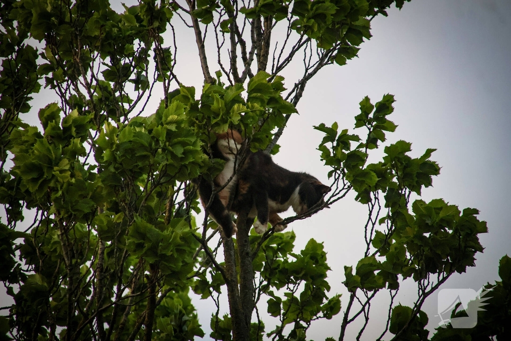 Brandweer redt kat uit boom na mislukte poging van omstander