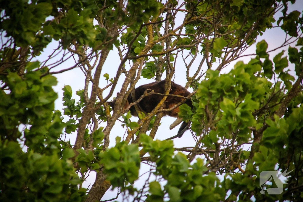 Brandweer redt kat uit boom na mislukte poging van omstander
