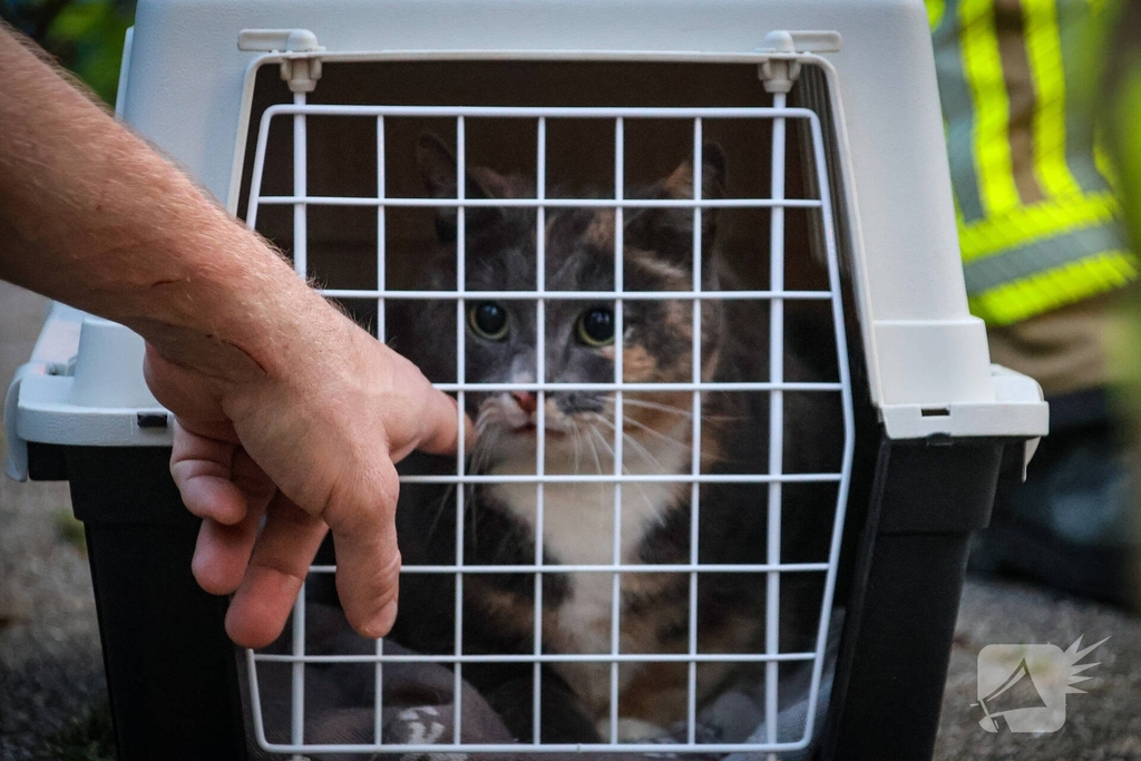 Brandweer redt kat uit boom na mislukte poging van omstander