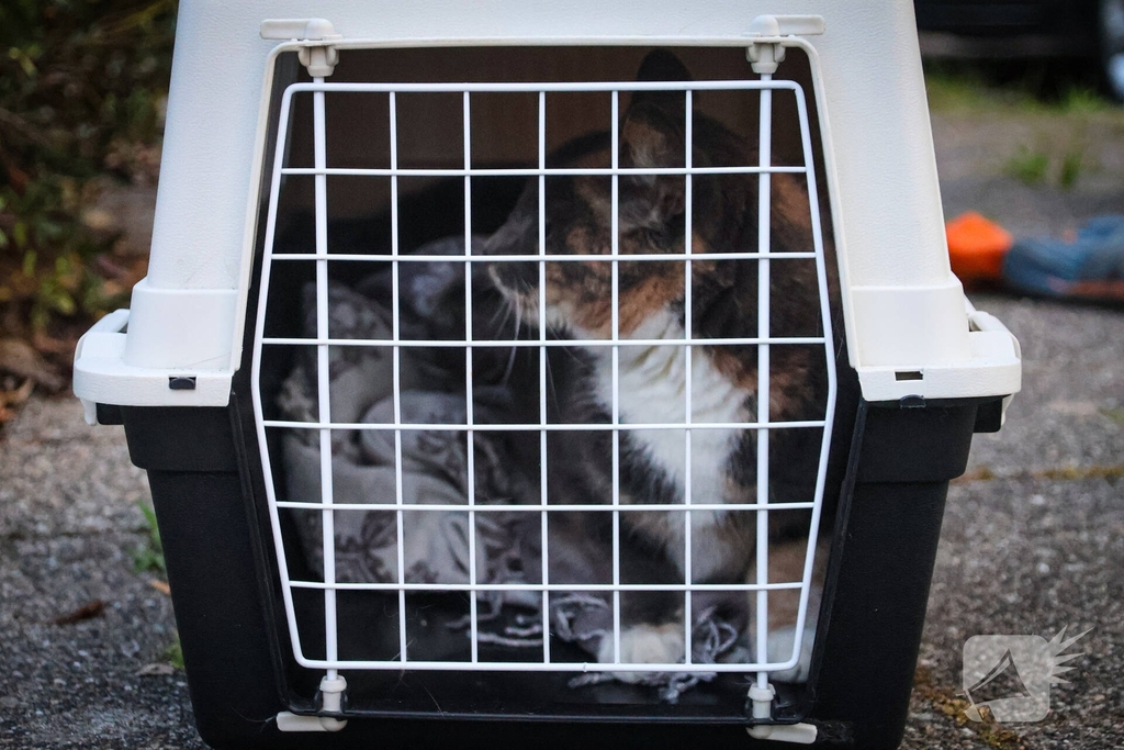 Brandweer redt kat uit boom na mislukte poging van omstander