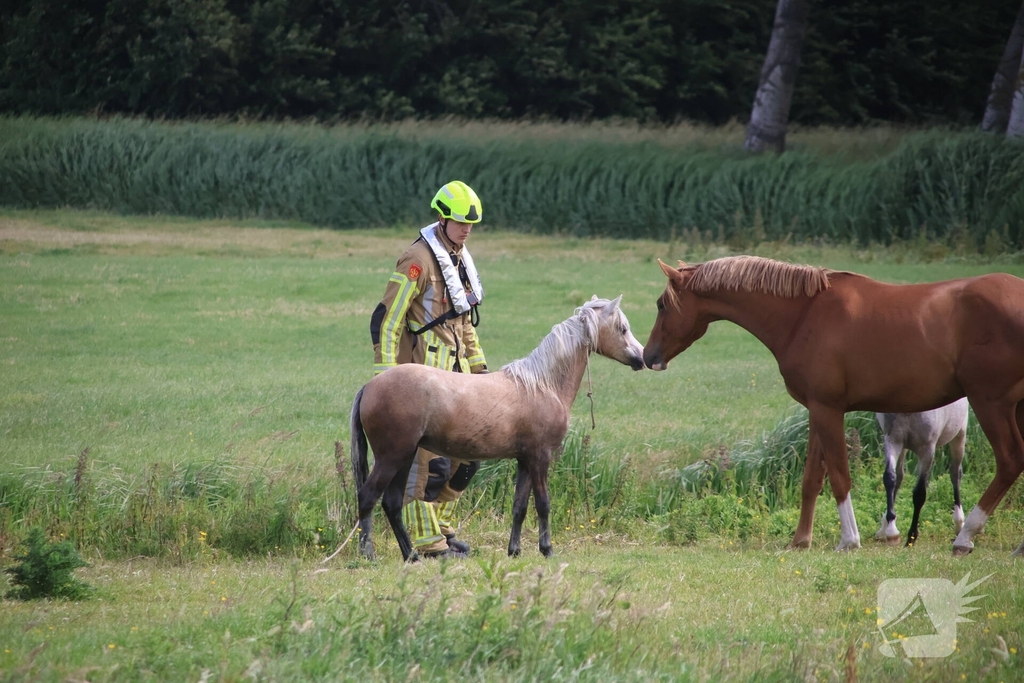 Brandweer redt paard uit water