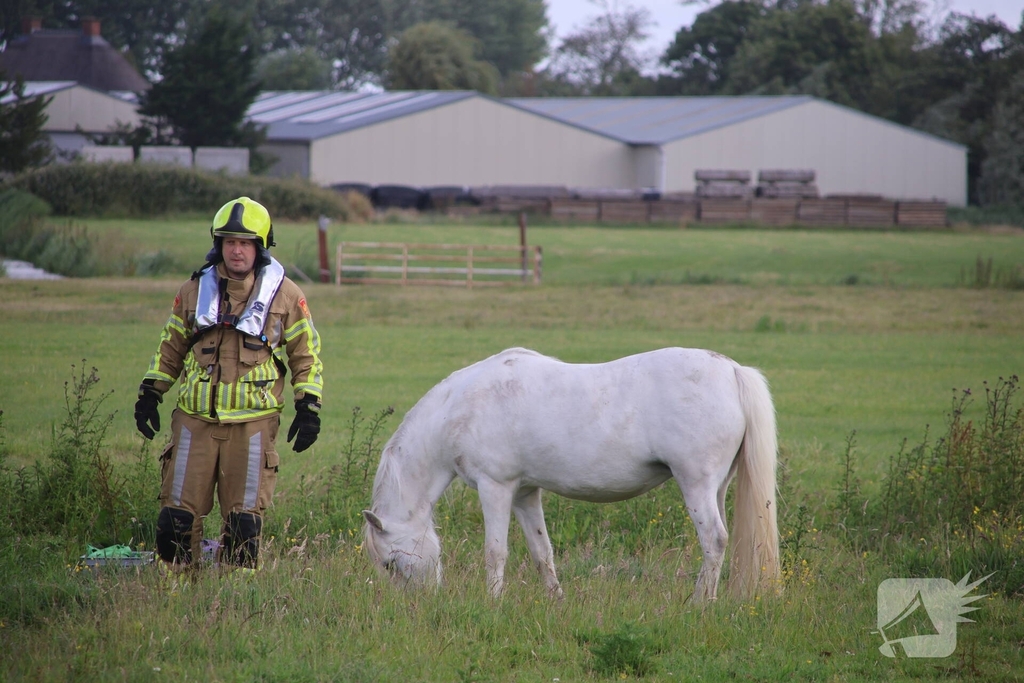 Brandweer redt paard uit water