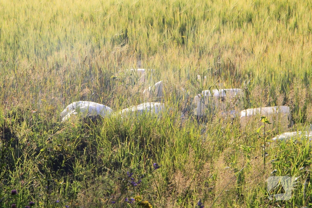Dampende vaatjes gedumpt langs de weg