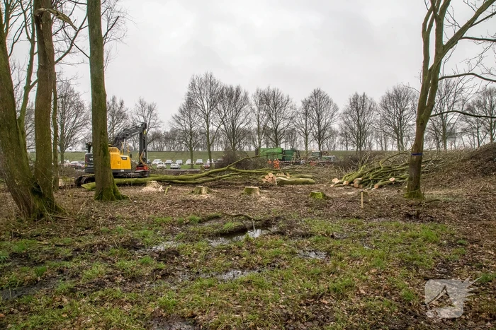 Beruchte seksbos langs de carpoolplaats gekapt