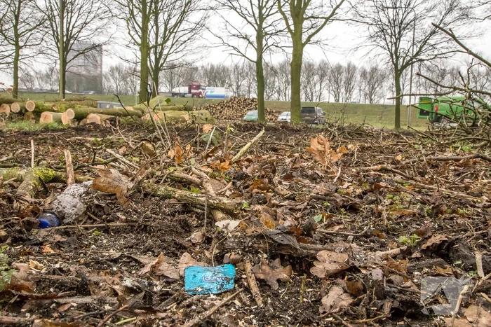 Beruchte seksbos langs de carpoolplaats gekapt