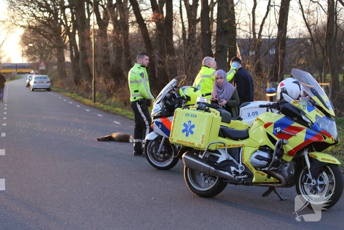 Auto beschadigd na aanrijding met ree