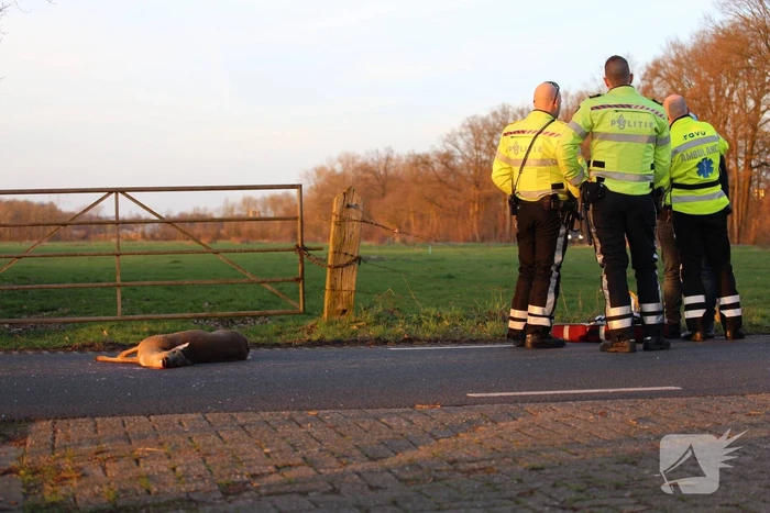 Auto beschadigd na aanrijding met ree