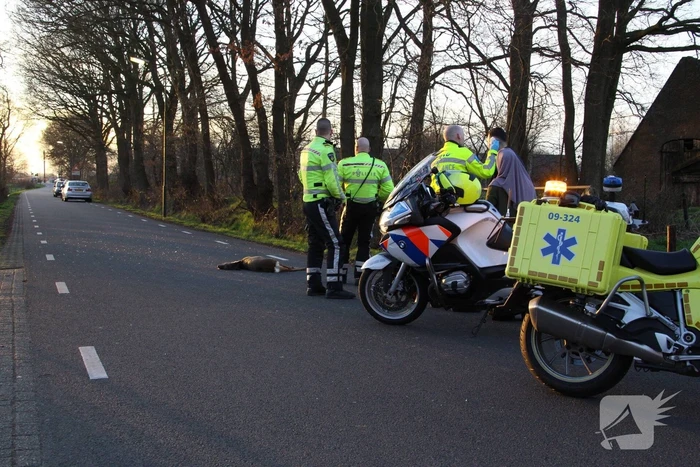 Auto beschadigd na aanrijding met ree