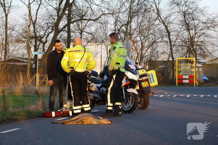 Auto beschadigd na aanrijding met ree