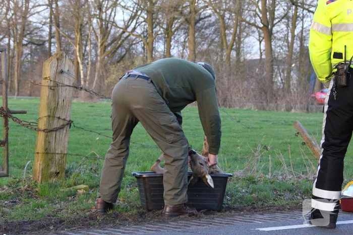 Auto beschadigd na aanrijding met ree
