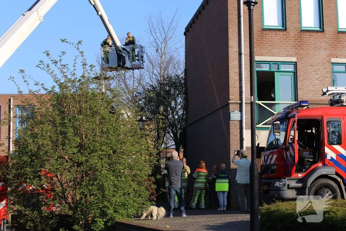Brandweer bevrijdt ekster uit hoge boom