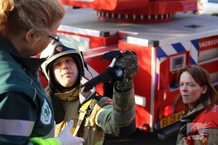 Brandweer bevrijdt ekster uit hoge boom