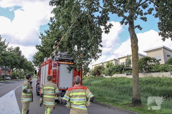 Brandweer verwijdert loshangende takken
