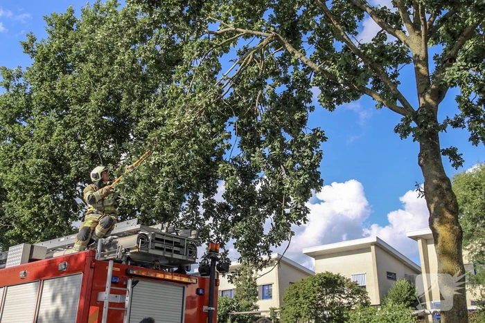 Brandweer verwijdert loshangende takken