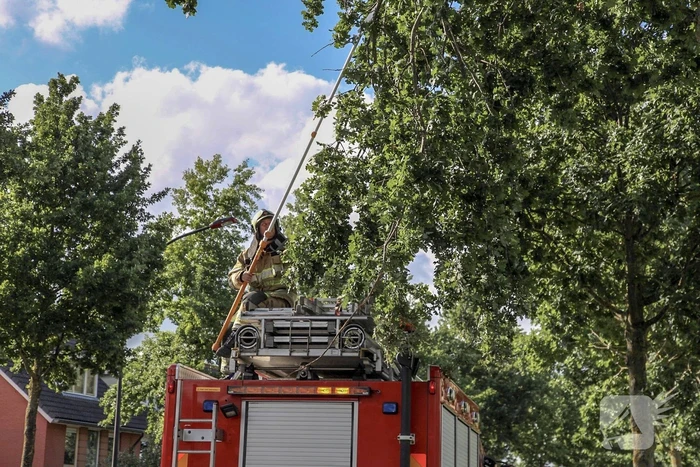 Brandweer verwijdert loshangende takken