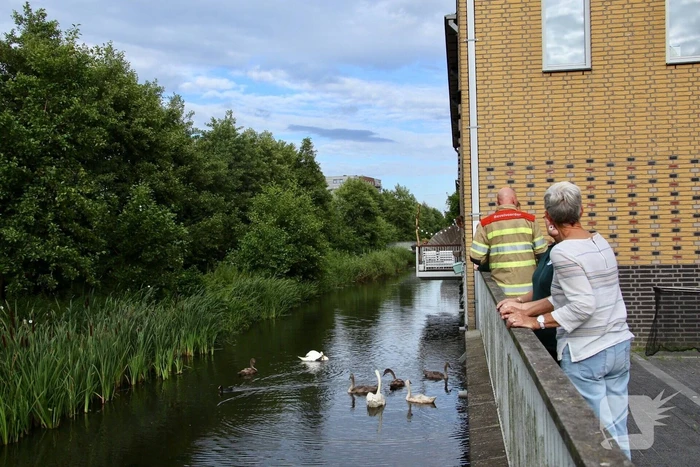 Jonge zwaan vast met dobber en vishaak