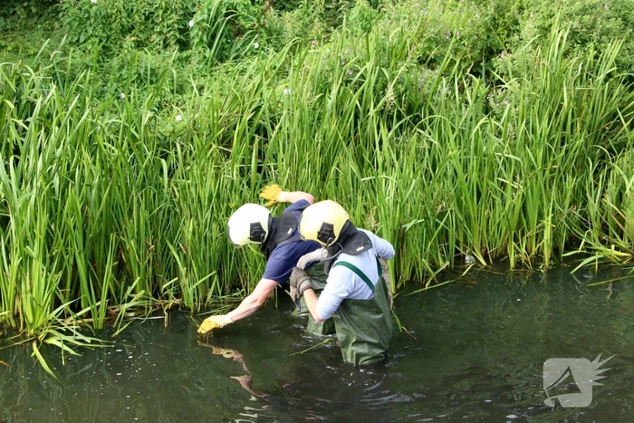 Jonge zwaan vast met dobber en vishaak