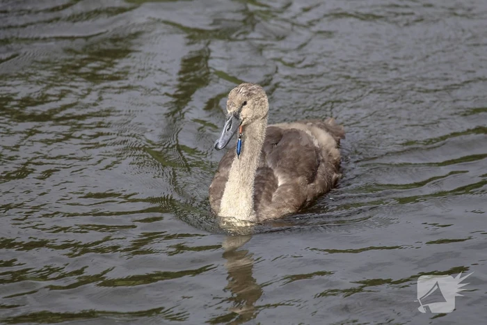 Jonge zwaan vast met dobber en vishaak