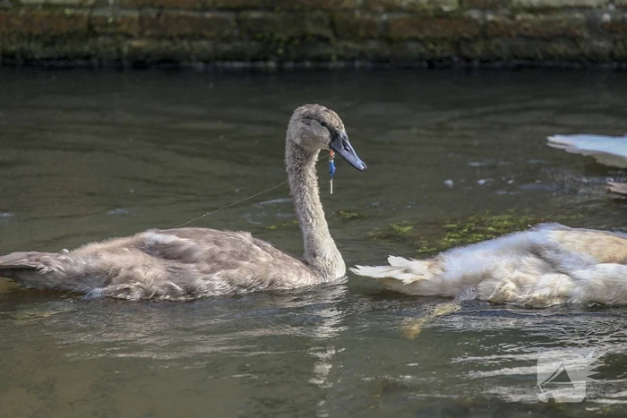 Jonge zwaan vast met dobber en vishaak